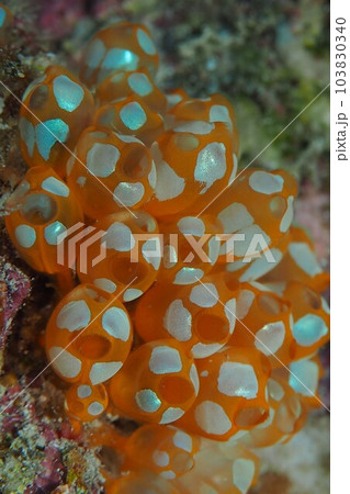 ウルトラマンボヤ、わらいぼや　海　水中写真 103830340