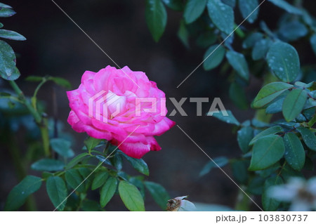 荒尾市 おもやい市民花壇 バラの花、 荒尾市 おもやい市民花壇 バラの花、 103830737