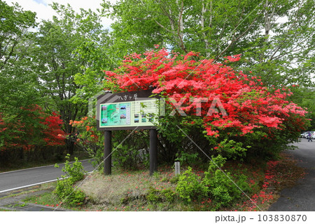 ツツジの群生地　八方ヶ原／栃木県矢板市 103830870