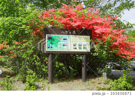 ツツジの群生地 八方ヶ原/栃木県矢板市 ツツジの群生地 八方ヶ原/栃木県矢板市 103830871