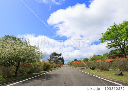 ツツジの群生地 八方ヶ原/栃木県矢板市 ツツジの群生地 八方ヶ原/栃木県矢板市 103830872