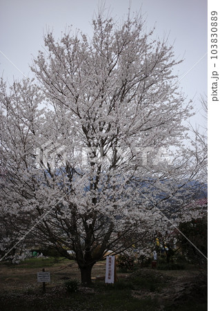 2023春・桜 103830889
