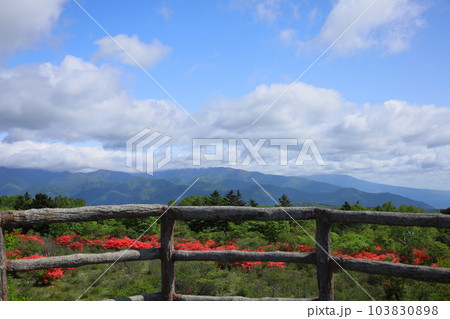ツツジ群生地 八方ヶ原大間々台/栃木県矢板市 ツツジ群生地 八方ヶ原大間々台/栃木県矢板市 103830898