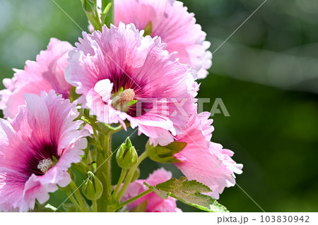 タチアオイ 103830942