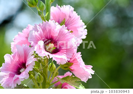 タチアオイ 103830943