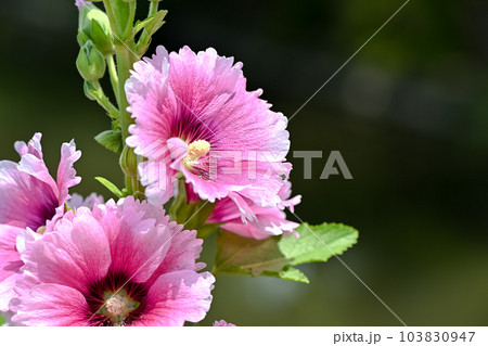 タチアオイ 103830947