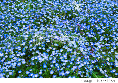 画面上に広がるネモフィラ 103831154