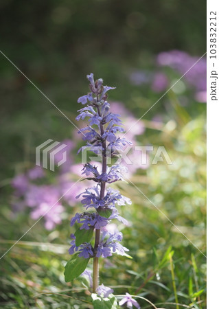 ジュウニヒトエの花 ジュウニヒトエの花 103832212