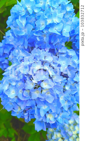 青い紫陽花 青い紫陽花 103832712