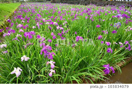 花菖蒲、ハナショウブ 花菖蒲、ハナショウブ 103834079
