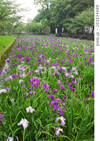 花菖蒲、ハナショウブ 103834089