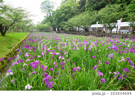 花菖蒲、ハナショウブ 103834094