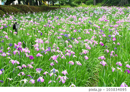 花菖蒲、ハナショウブ 103834095