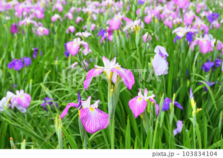 花菖蒲、ハナショウブ 103834104
