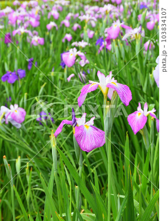 花菖蒲、ハナショウブ 103834107
