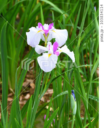 花菖蒲、ハナショウブ 103834114