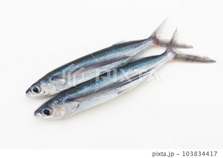 飛魚 飛魚 103834417