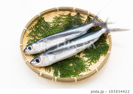 飛魚 103834422