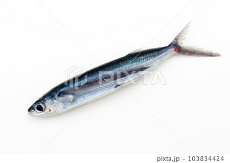 飛魚 103834424