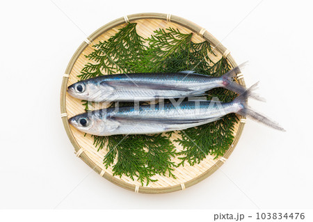 飛魚 飛魚 103834476