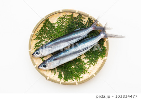 飛魚 飛魚 103834477