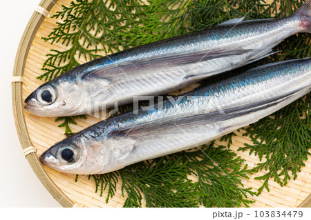 飛魚 飛魚 103834479