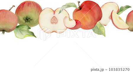 Hand drawn watercolor apple fruits ripe, full, slices, red and green color, leaves. Seamless horizontal banner. Isolated on white background. Design for wall art, wedding, print, fabric, cover, card. 103835270