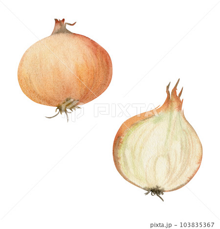 Hand drawn watercolor brown onion plant, vegetable dye for hobby, handmade fabric, food. Botanical illustration isolated object on white background. Shop logo, print, website, business card, booklet Hand drawn watercolor brown onion plant, vegetable dye for hobby, handmade fabric, food. Botanical illustration isolated object on white background. Shop logo, print, website, business card, booklet 103835367