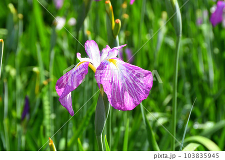 花菖蒲、ハナショウブ 103835945