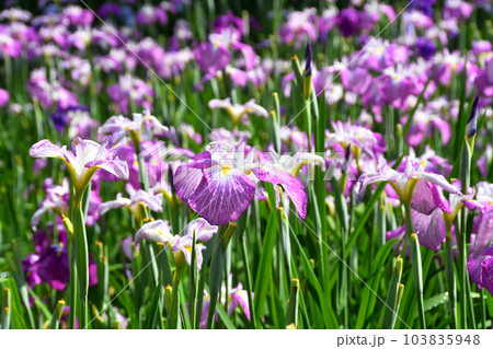 花菖蒲、ハナショウブ 103835948