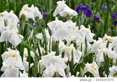 花菖蒲、ハナショウブ 103835975
