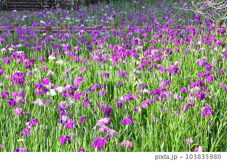 花菖蒲、ハナショウブ 花菖蒲、ハナショウブ 103835980