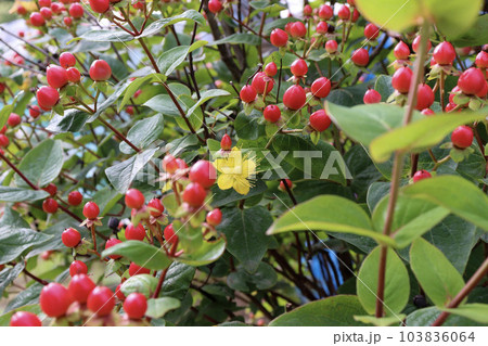 赤い実と黄色い花が咲くヒペリカム 赤い実と黄色い花が咲くヒペリカム 103836064