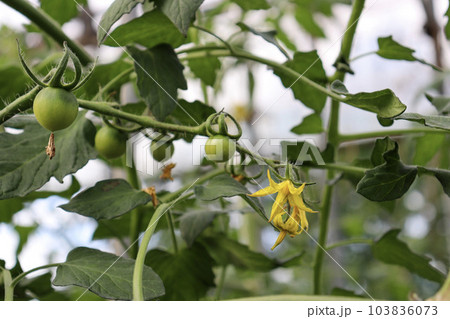 トマトの緑色の果実と黄色いの花 103836073