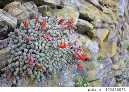 赤色の花を咲かせる白檀 赤色の花を咲かせる白檀 103836078