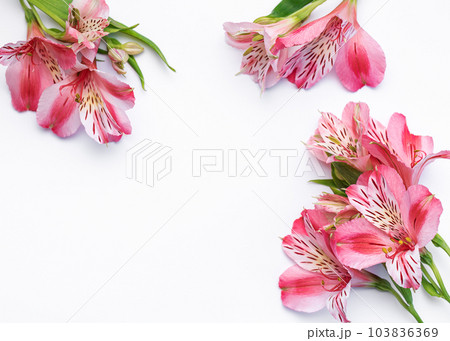 Beautiful Alstroemeria flowers on white background 103836369