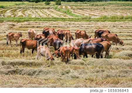 Herd of cattle cow grazing paddy in harvested rice field Herd of cattle cow grazing paddy in harvested rice field 103836843