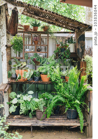 Houseplant monocot and fern plant growing in wooden shelves in garden 103836844