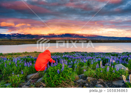 Traveler man taking a photo with lupine flower blooming and colorful sky in the evening Traveler man taking a photo with lupine flower blooming and colorful sky in the evening 103836863