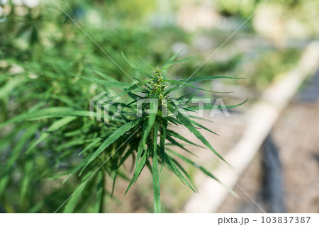 Marijuana, Cannabis plant leaf growing outdoors in the garden 103837387