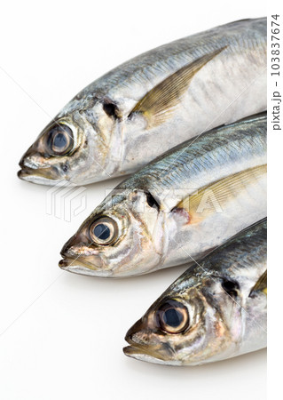 小アジ 小アジ 103837674