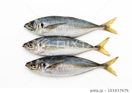 小アジ 小アジ 103837676