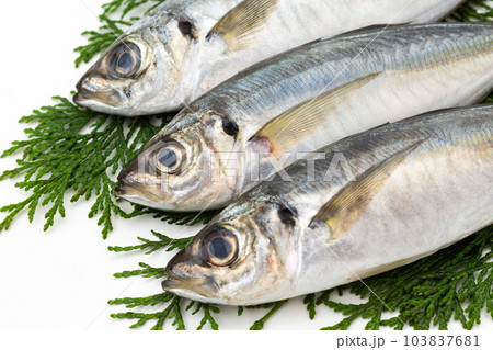 小アジ 小アジ 103837681