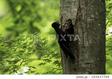 子育て中のクマゲラ 103837709