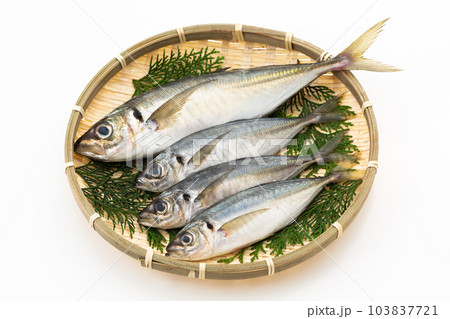 小アジと大アジ 小アジと大アジ 103837721