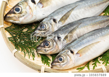 小アジと大アジ 103837889