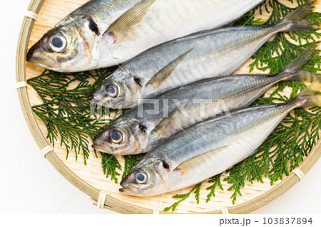 小アジと大アジ 小アジと大アジ 103837894