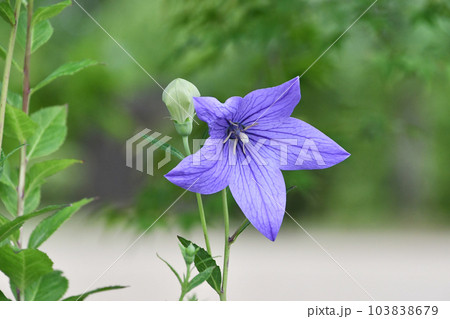 キキョウ 103838679