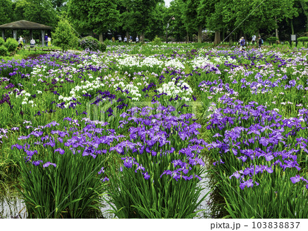 東京都　都立水元公園　葛飾菖蒲まつり 103838837