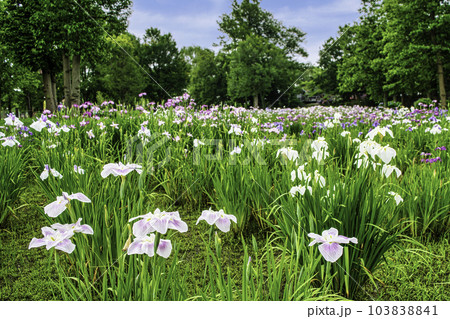 東京都　都立水元公園　葛飾菖蒲まつり 103838841